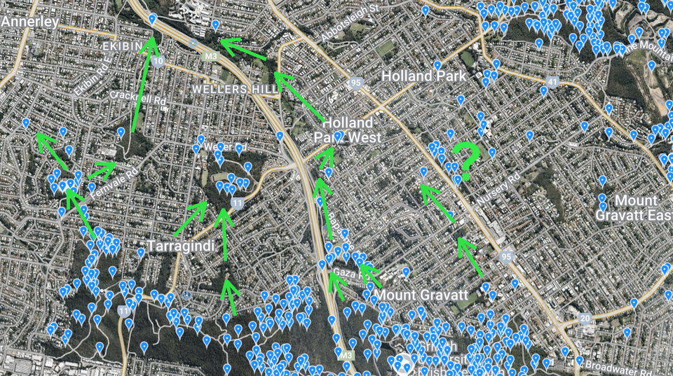 Koalas are trying to return to Greenslopes and Annerley – but they’ll need our help
